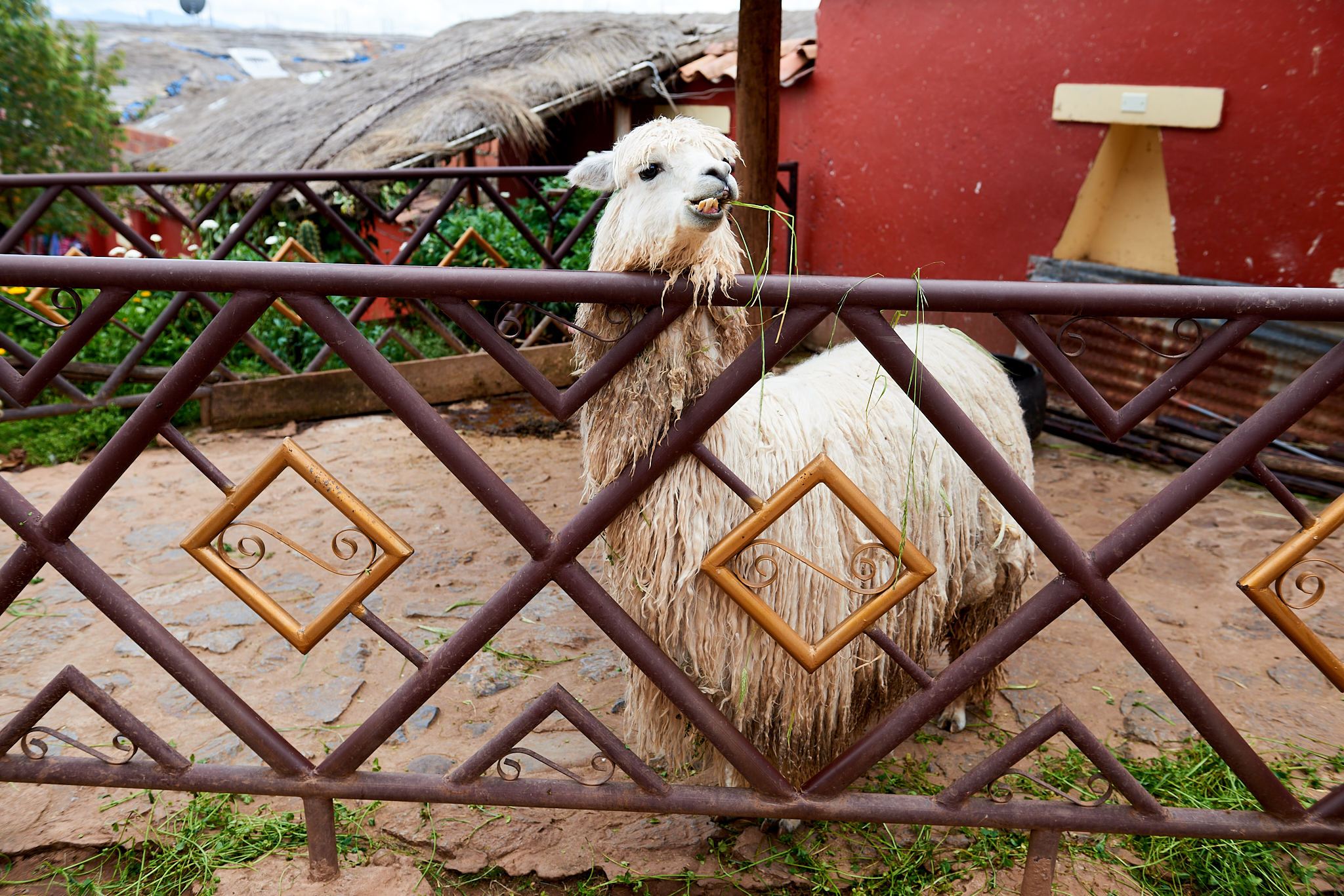 20200307 503 [페루] 신세로